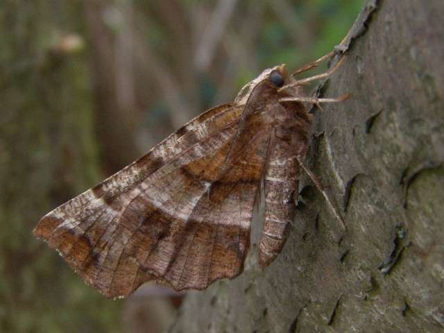 Selenia dentaria, Herculesje. algemene soort van bossen, tuinen en parken. 